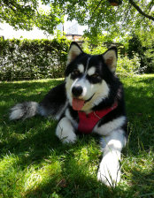 Husky, Hundebetreuung, Hundepension, Hundetagessttte, Hundesitter, Hundehotel, HUTA, Ampfing, Mhldorf, Waldkraiburg, Burghausen, 
Alttting, Dorfen, Wasserburg, Landshut