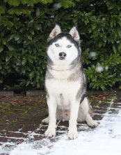 Husky, Hundebetreuung, Hundepension, Hundetagessttte, Hundesitter, Hundehotel, HUTA, Ampfing, Mhldorf, Waldkraiburg, Burghausen, 
Alttting, Dorfen, Wasserburg, Landshut