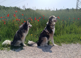 Husky, Hundebetreuung, Hundepension, Hundetagessttte, Hundesitter, Hundehotel, HUTA, Ampfing, Mhldorf, Waldkraiburg, Burghausen, 
Alttting, Dorfen, Wasserburg, Landshut