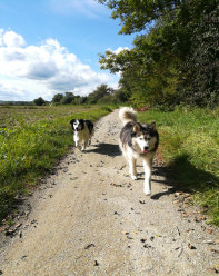 Husky, Hundebetreuung, Hundepension, Hundetagessttte, Hundesitter, Hundehotel, HUTA, Ampfing, Mhldorf, Waldkraiburg, Burghausen, 
Alttting, Dorfen, Wasserburg, Landshut